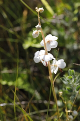 Pyrola rotundifolia maritima
