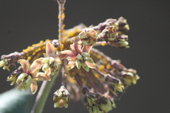 Asclepias otarioides