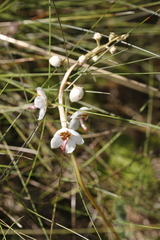 Pyrola rotundifolia maritima