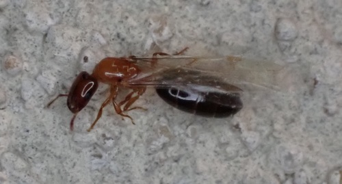 Myrmelachista ramulorumMyrmelachista ramulorum