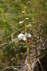 Pyrola rotundifolia maritima