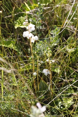 Pyrola rotundifolia maritima