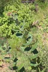 Asclepias otarioides