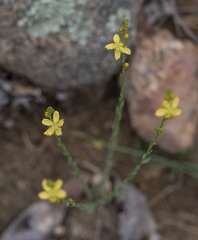Linum neomexicanum
