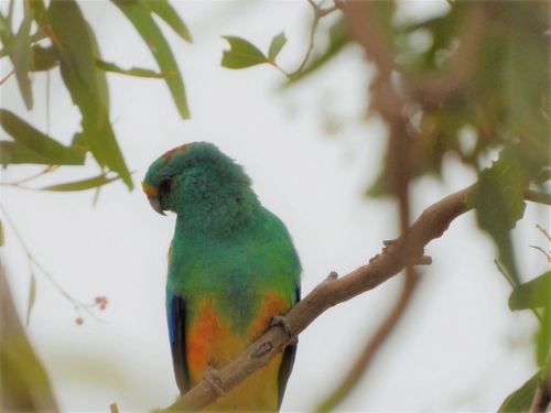 Mulga Parrot