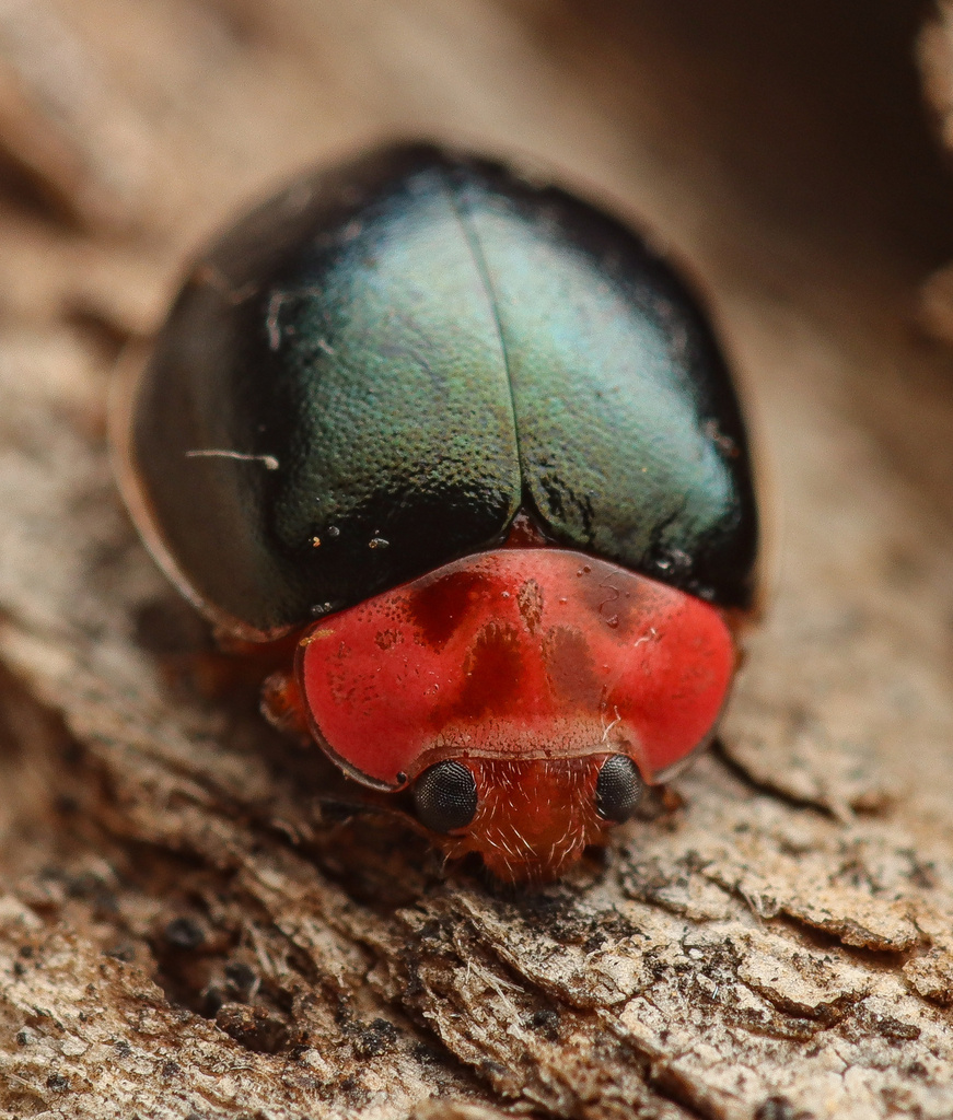 V-marked Lady Beetle