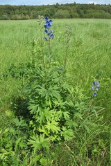 Delphinium cuneatum