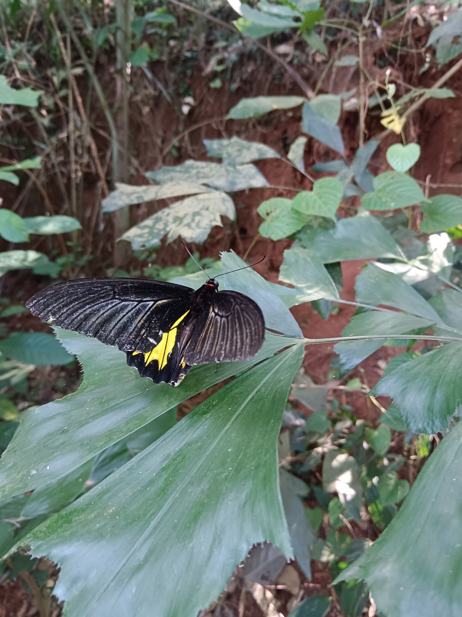 Sahyadri Birdwing