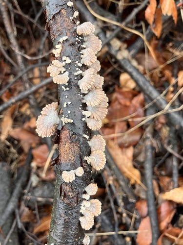 Schizophyllum commune