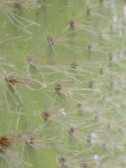 Opuntia helleri