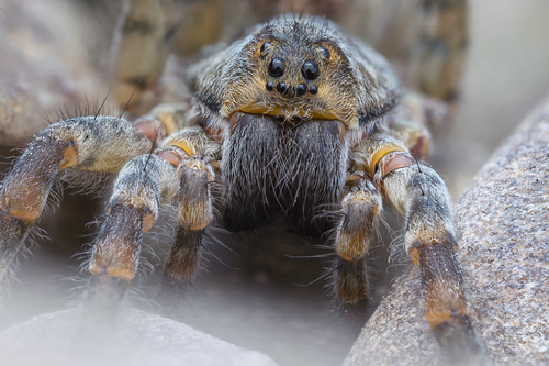 Northern Bear Spider, Lancashire, UK, photo 6 of 10