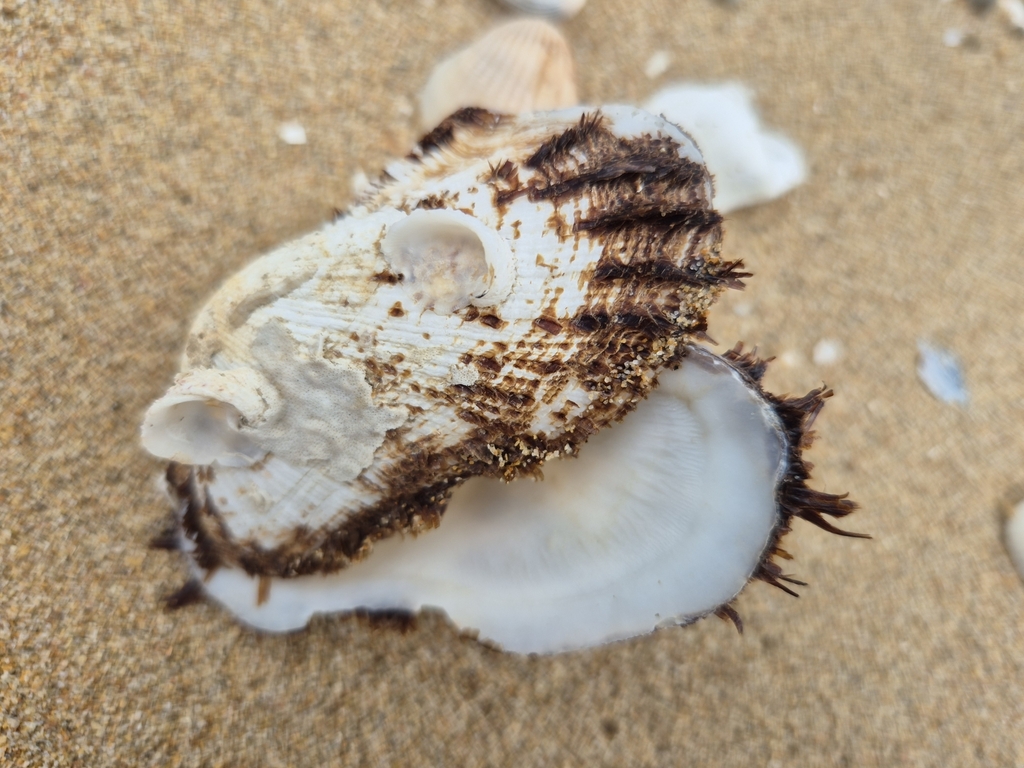 Cucullaearca multivillosa