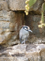 Nyctanassa violacea pauper