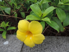 Allamanda