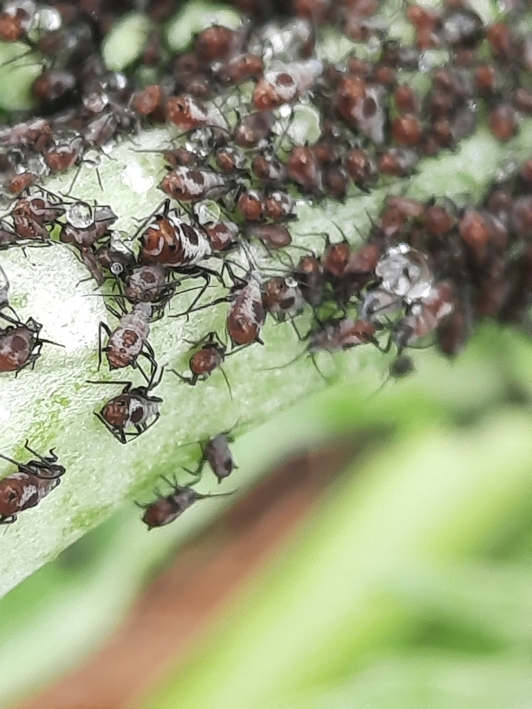 Aphid