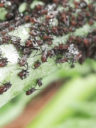 Aphid