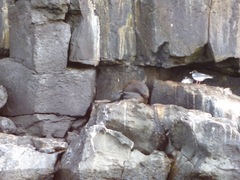 Arctocephalus galapagoensis