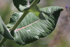 Asclepias otarioides