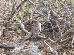 Mimus parvulus bauri