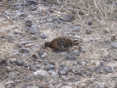 Zenaida galapagoensis