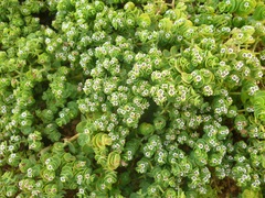 Euphorbia amplexicaulis