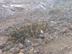 Brachycereus nesioticus