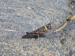 Schistocerca melanocera