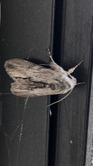 Cucullia eulepis