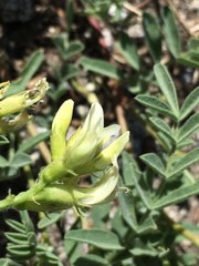 Astragalus bolanderi