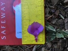 Clarkia mildrediae mildrediae