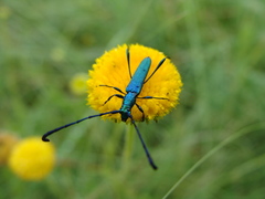 Hypocrites claviger claviger