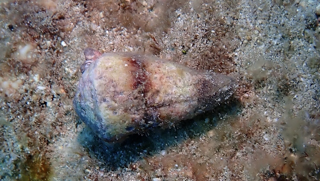 Soldier cone