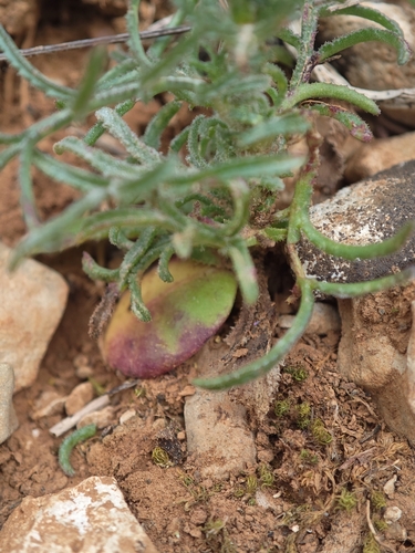 Image of Crupina vulgaris by (c) Aubin NORMAND, some rights reserved (CC BY)