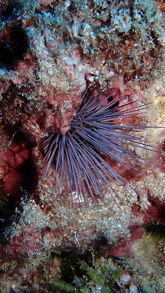 Echinostrephus aciculatus
