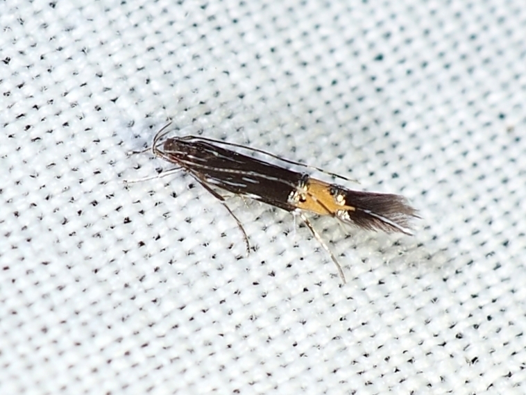Cosmopterix scirpicola