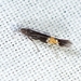 Cosmopterix scirpicola - Photo (c) Kimberlie Sasan, some rights reserved (CC BY-ND), uploaded by Kimberlie Sasan