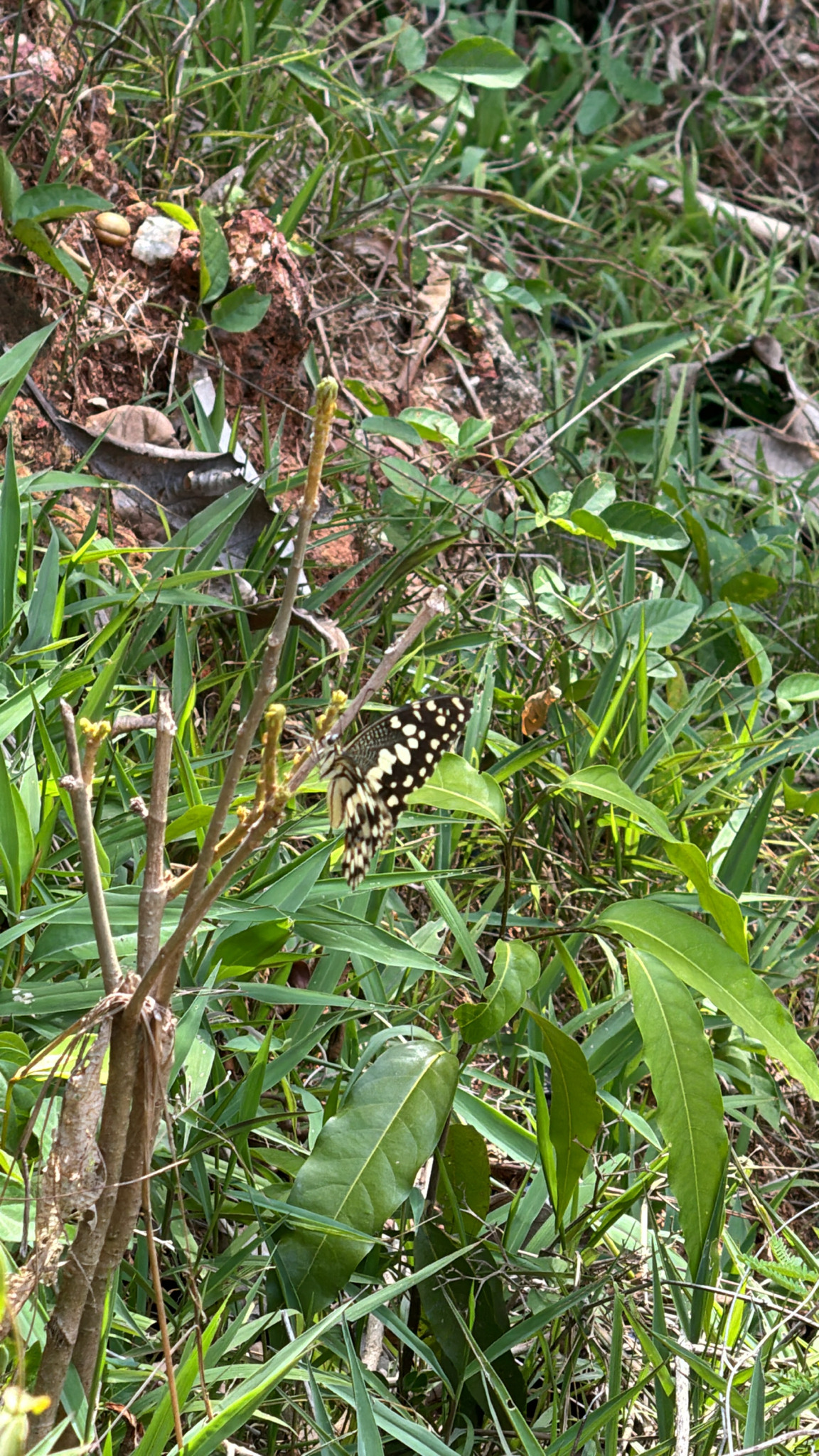Lime Swallowtail