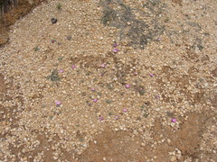 Frithia pulchra