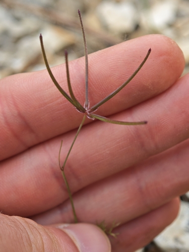 Southern Shepherd's-needle (Scandix australis)