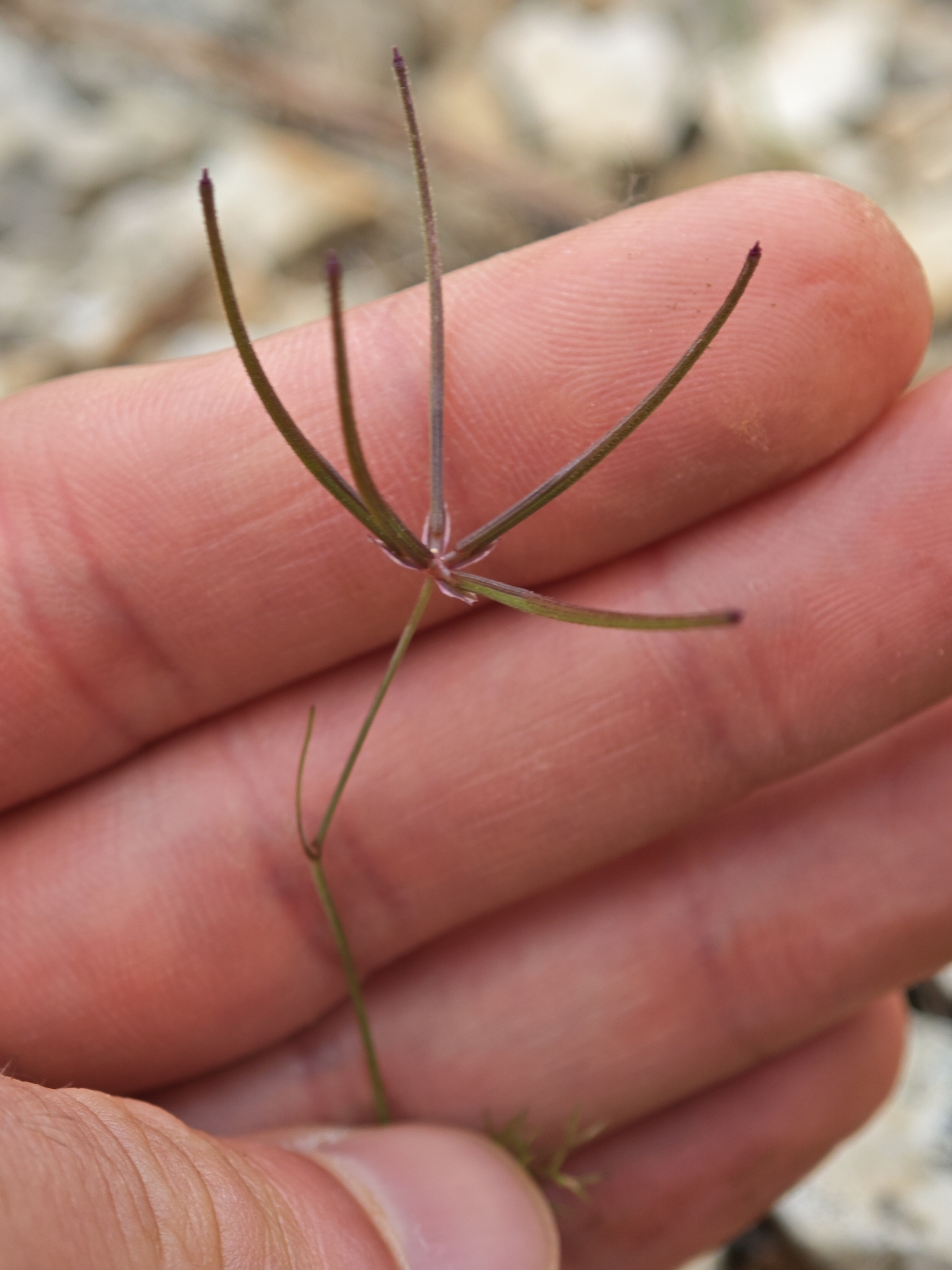 Southern Shepherd's-Needle (Scandix australis)