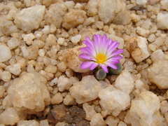 Frithia pulchra