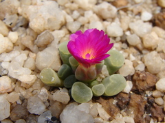 Frithia pulchra