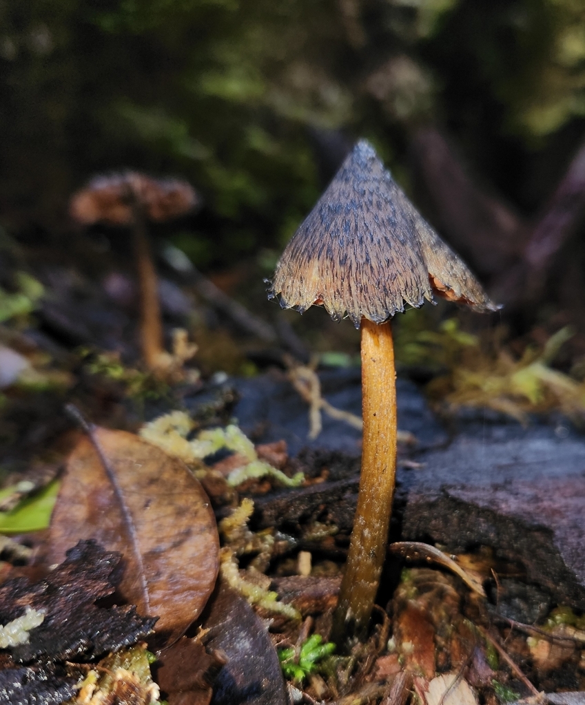 Hygrocybe astatogala · May 2025 · photo: © archie_tarn (iNaturalist, cc-by)