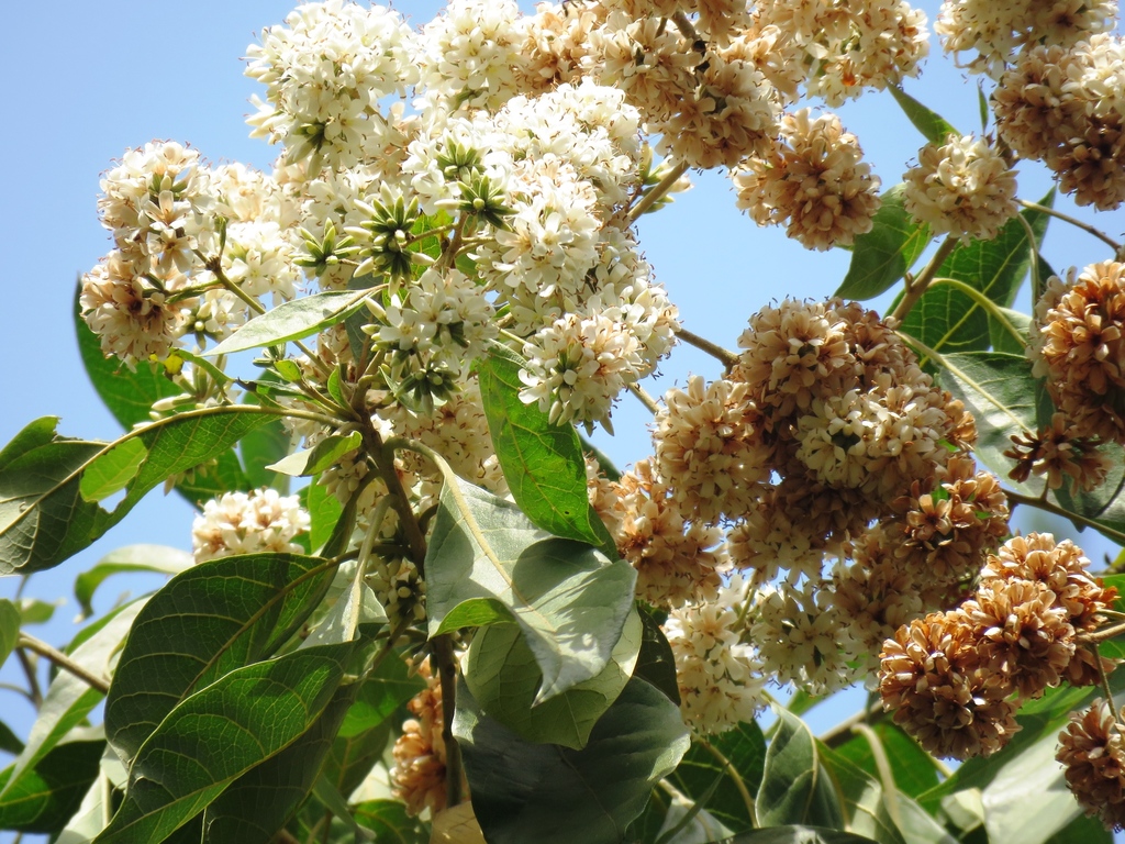 Cordia trichotoma