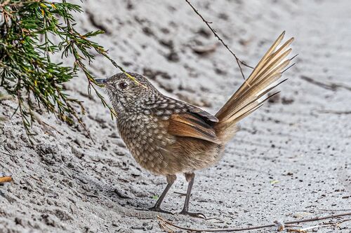 Western Bristlebird (Dasyornis longirostris), photo 7