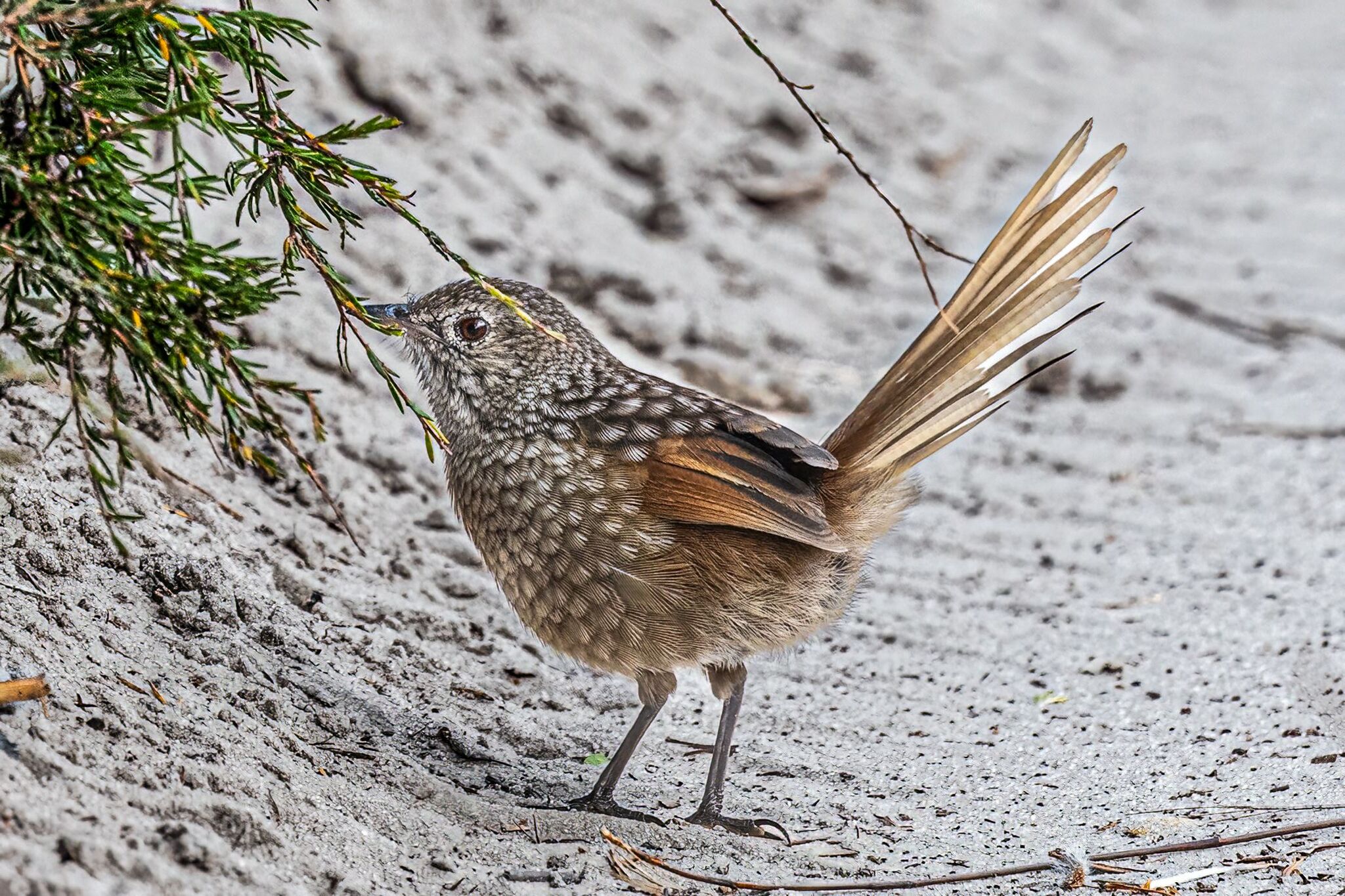 Western Bristlebird (Dasyornis longirostris), photo 9