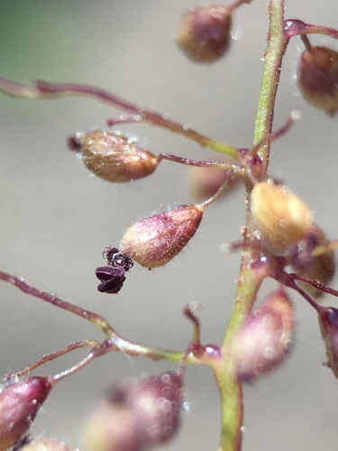 Image of Dichanthelium thermale by (c) Matt Berger, some rights reserved (CC BY)
