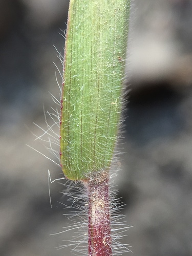 Image of Dichanthelium thermale by (c) Matt Berger, some rights reserved (CC BY)