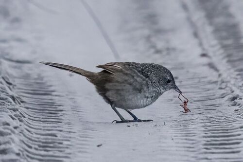 Western Bristlebird (Dasyornis longirostris), photo 8