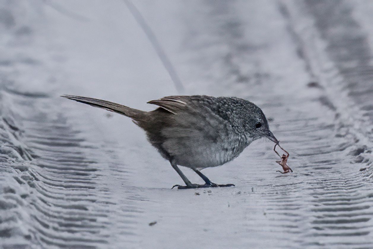 Western Bristlebird (Dasyornis longirostris), photo 10